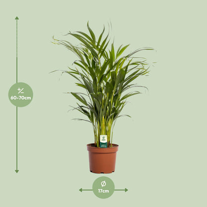 Kamerplant - Dypsis Lutescens (Areca Palm) - Hoogte ↕ 12-230cm