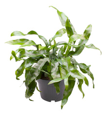 Kamerplant - Microsorum Pteropus - Pot Ø 12cm Hoogte ↕ 30cm