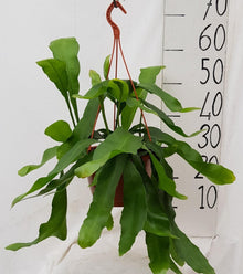 Kamerplant - Epiphyllum Oxypetalum - Pot Ø 20cm Hoogte ↕ 40cm