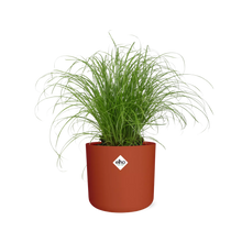 Kamerplant - Cyperus Alternifolius Zumula - Pot Ø 14cm