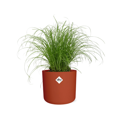 Kamerplant - Cyperus Alternifolius Zumula - Pot Ø 14cm