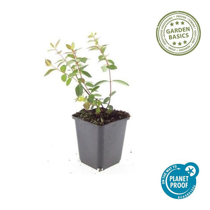 Buitenplant 48x Hypericum dummeri 'Peter Dummer' - Bloeiend - Pot Ø 9cm Hoogte ↕ 10-25cm