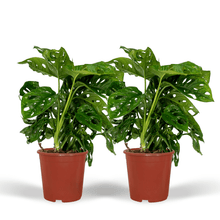 Kamerplant 2x Monstera Monkey Leaf - Gatenplant - Pot Ø 12cm Hoogte ↕ 30cm