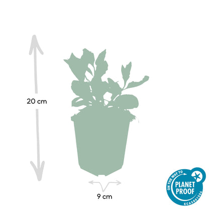 Buitenplant 24x Aster ageratoides 'Asran' - Bloeiend - Pot Ø 9cm Hoogte ↕ 10-25cm