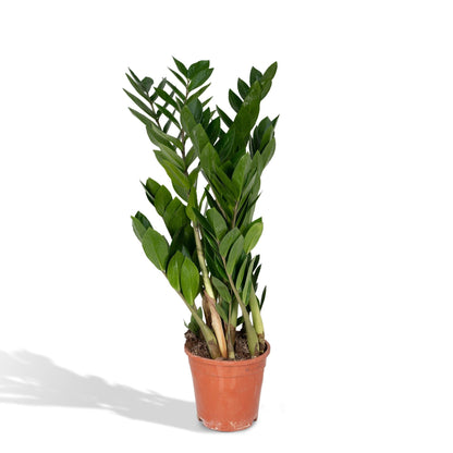 Kamerplant - Zamioculcas Zamiifolia - Pot Ø 17cm Hoogte ↕ 70cm