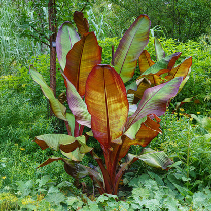 Buitenplant 6x Ensete ventricosum Maurelli - Winterhard - Pot Ø 12cm Hoogte ↕ 30cm