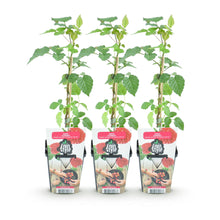 Buitenplant 3x Rubus Tayberry - Winterhard - Pot Ø 9cm Hoogte ↕ onbekend