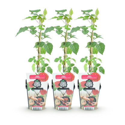 Buitenplant 3x Rubus Tayberry - Winterhard - Pot Ø 9cm Hoogte ↕ onbekend