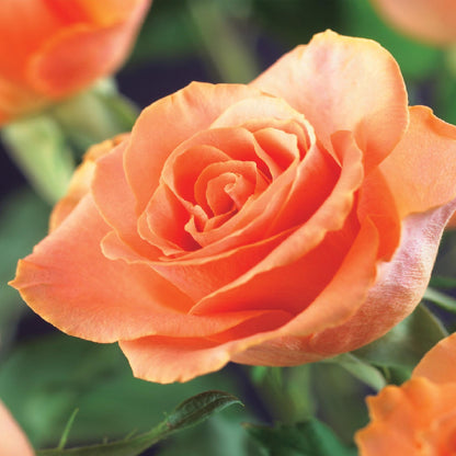 Buitenplant 2x Rosa Orange Climber - Klimroos - Bloeiend - Pot Ø 11cm Hoogte ↕ 40cm