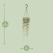 Kamerplant - Ceropegia Woodii - Hangplant - Pot Ø 14cm Hoogte ↕ 50cm