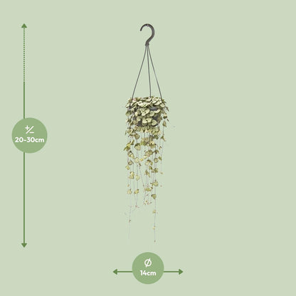 Kamerplant - Ceropegia Woodii - Hangplant - Pot Ø 14cm Hoogte ↕ 50cm