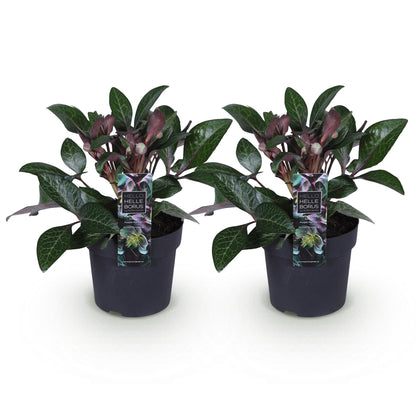 Buitenplant 2x Helleborus lividus 'Purple Marble' - Groenblijvend - Pot Ø 14cm Hoogte ↕ 35cm