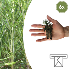 Buitenplant 6x Rosmarinus officinalis - Aromatisch - Pot Ø 9cm