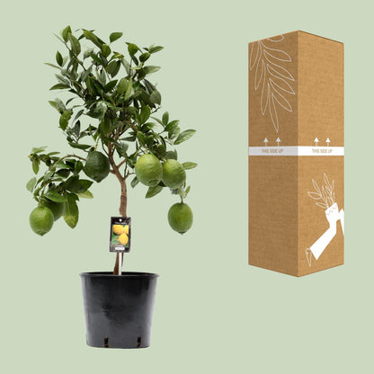Kamerplant - Citrus Lemon - Pot Ø 22cm Hoogte ↕ 80cm