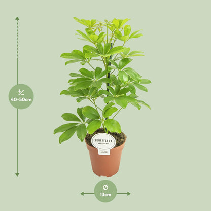 Kamerplant - Schefflera Nora - Pot Ø 13cm Hoogte ↕ 45cm