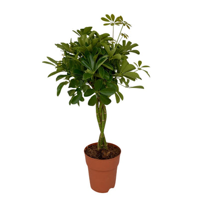 Kamerplant - Schefflera Compacta - Pot Ø 19cm Hoogte ↕ 80cm