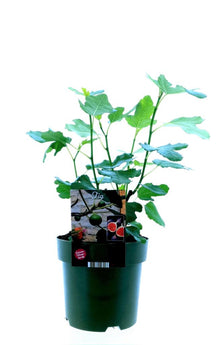 Buitenplant - Ficus Carica Bornholm - Pot Ø 19cm Hoogte ↕ 50cm