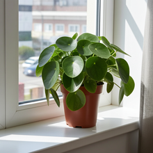 Kamerplant - Pilea Peperomioides (Pannekoekenplant) - Pot Ø 15cm Hoogte ↕ 25cm
