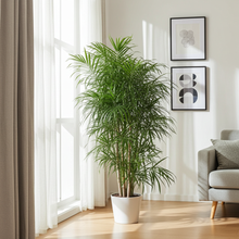 XL kamerplant - Dracaena Anita vertakt - Pot Ø 34cm Hoogte ↕ 160cm